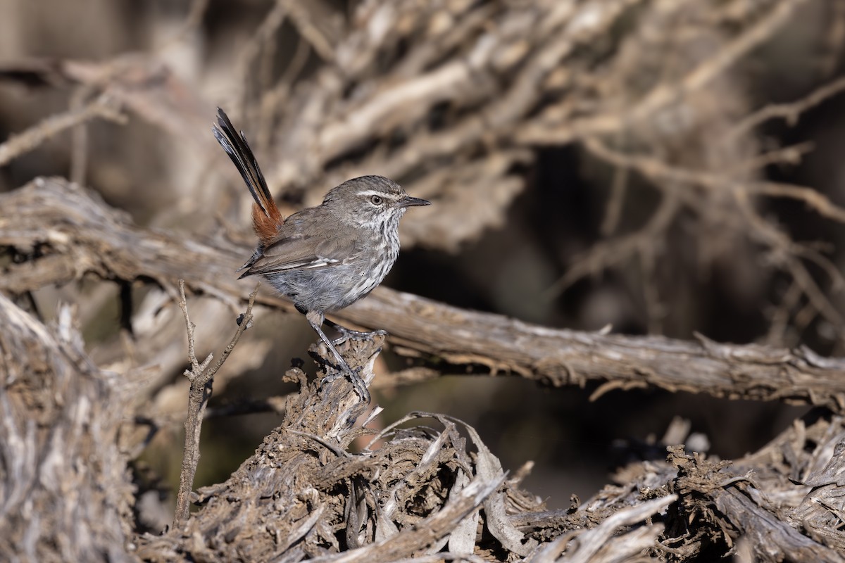 Shy Heathwren - ML612408896