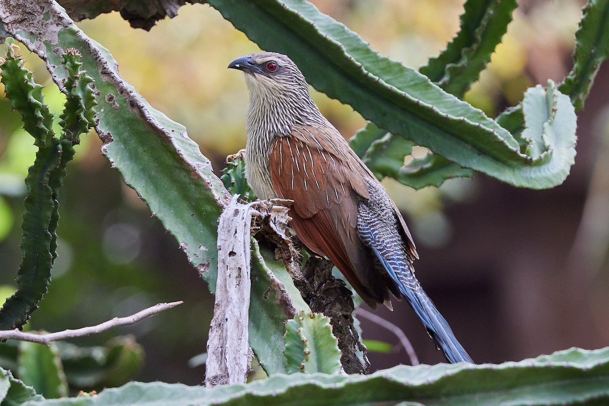 White-browed Coucal - Oliver Kell