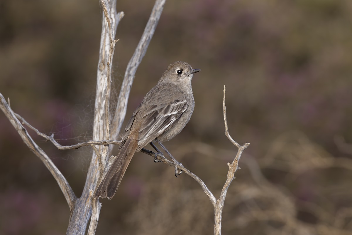 Southern Scrub-Robin - ML612408904