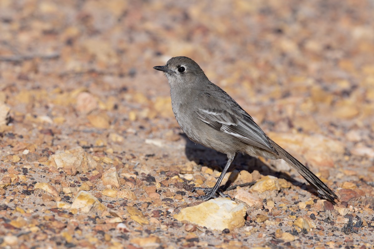 Southern Scrub-Robin - ML612408907