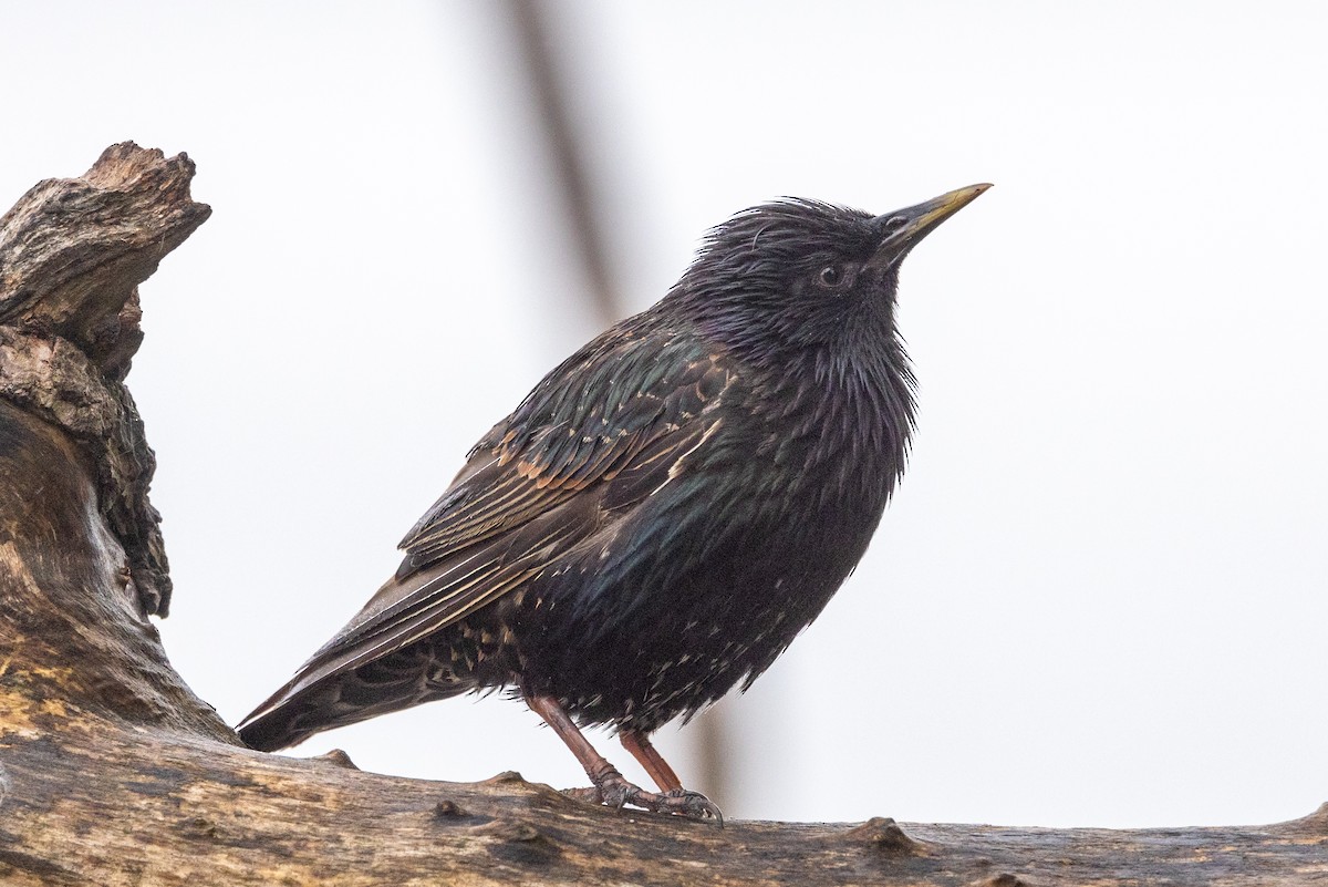 European Starling - ML612408921