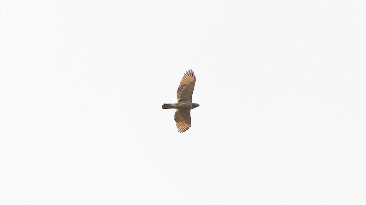 Roadside Hawk - ML612408927