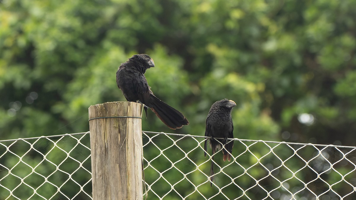 Smooth-billed Ani - ML612408951