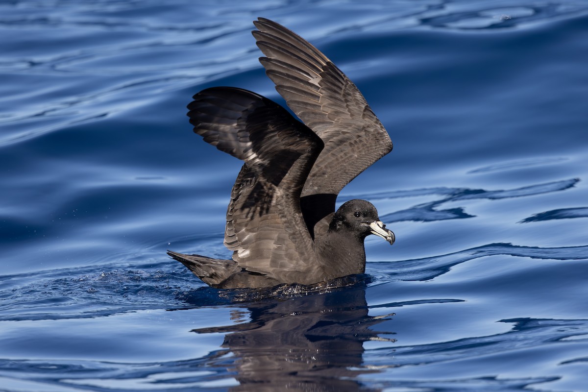 Parkinson's Petrel - ML612409002