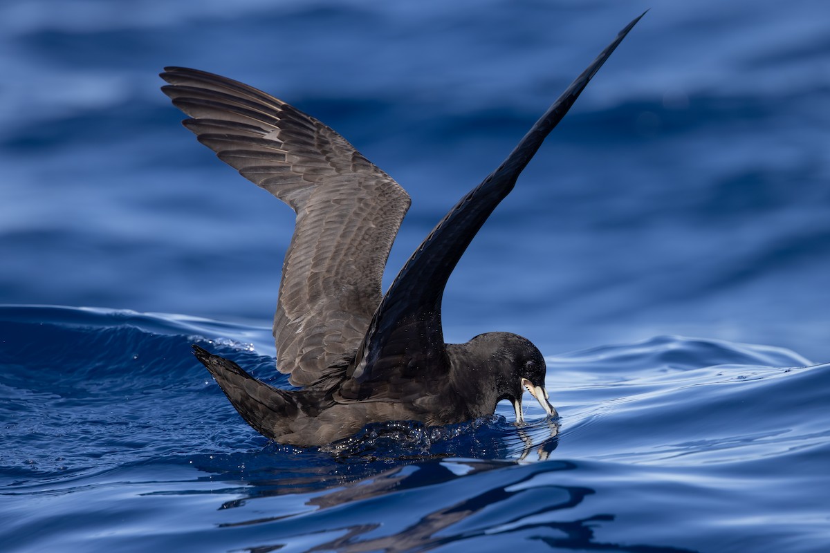 Parkinson's Petrel - ML612409003