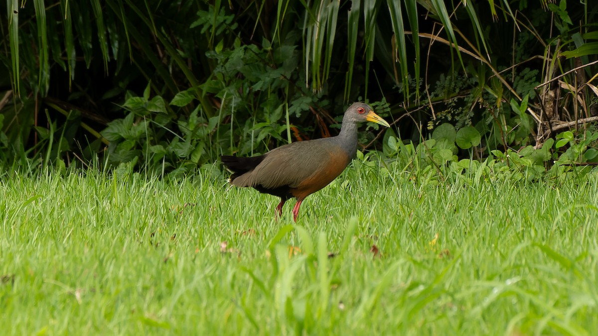 Gray-cowled Wood-Rail - ML612409064