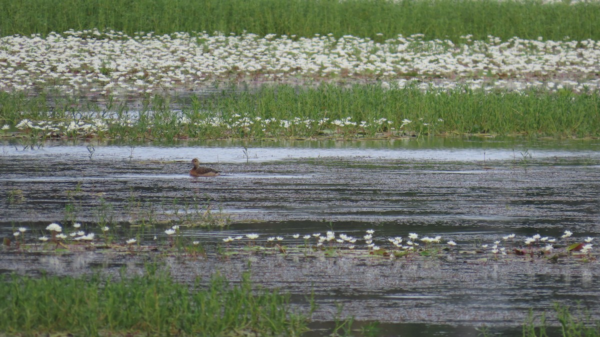 Lesser Whistling-Duck - ML612409088