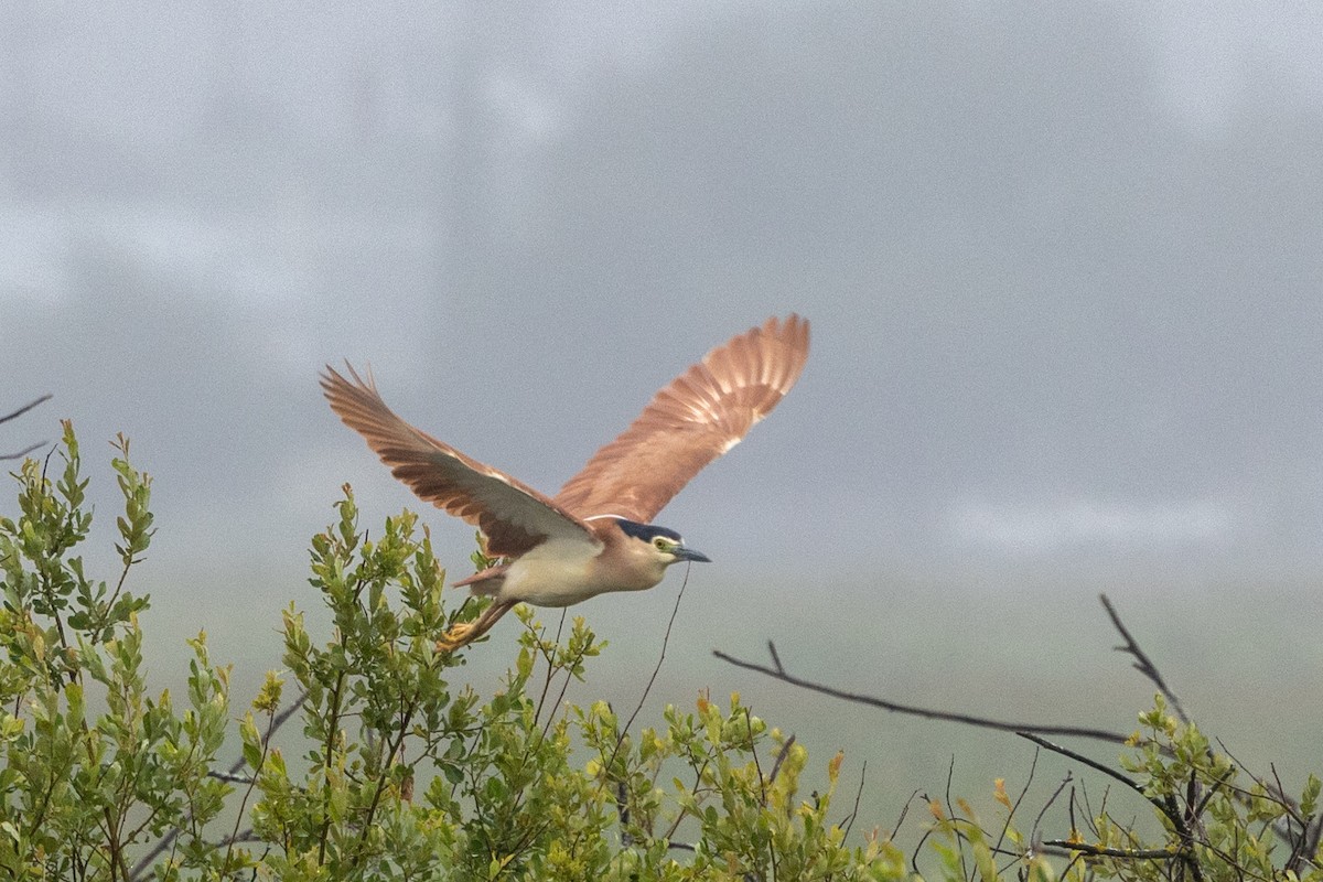 Nankeen Night Heron - Richard and Margaret Alcorn