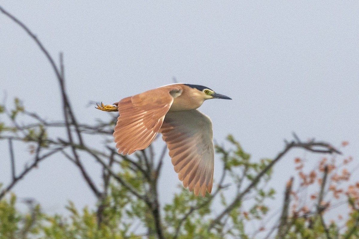 Nankeen Night Heron - Richard and Margaret Alcorn