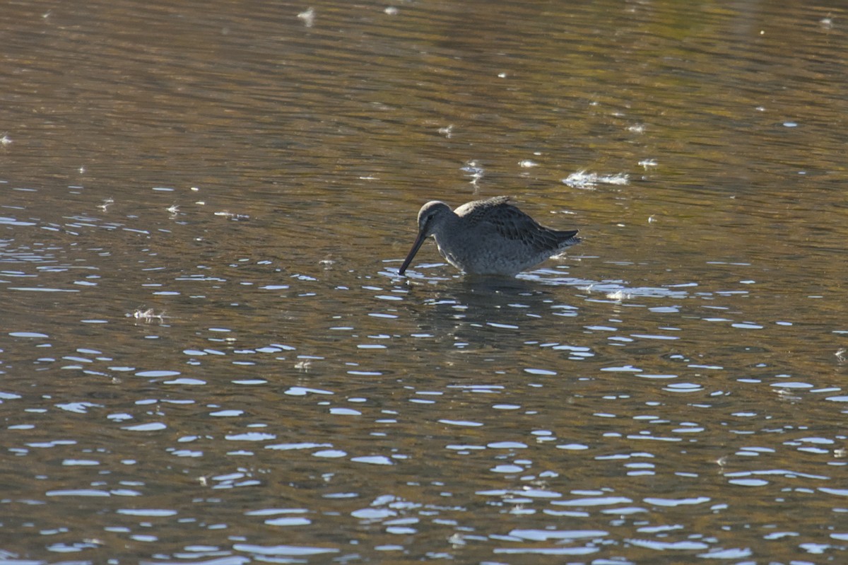 Long-billed Dowitcher - ML612409110
