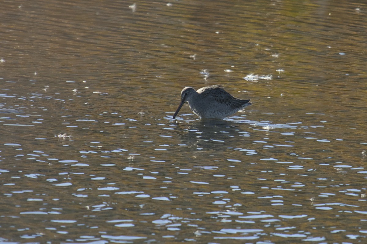 langnebbekkasinsnipe - ML612409110