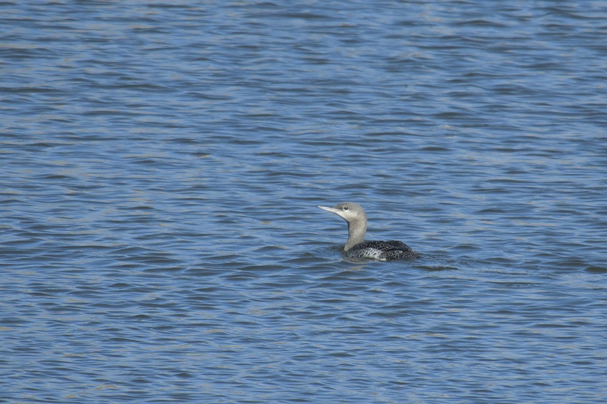 Red-throated Loon - ML612409116