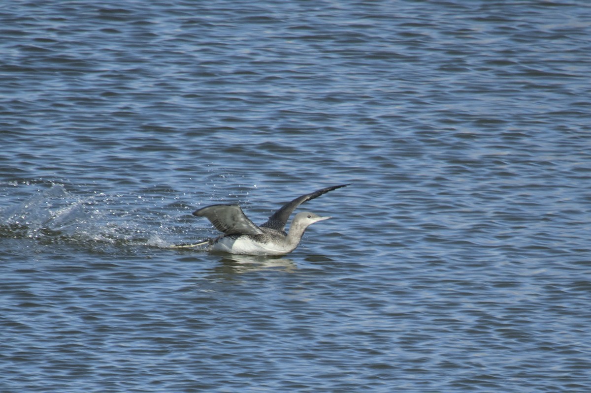 Red-throated Loon - ML612409117