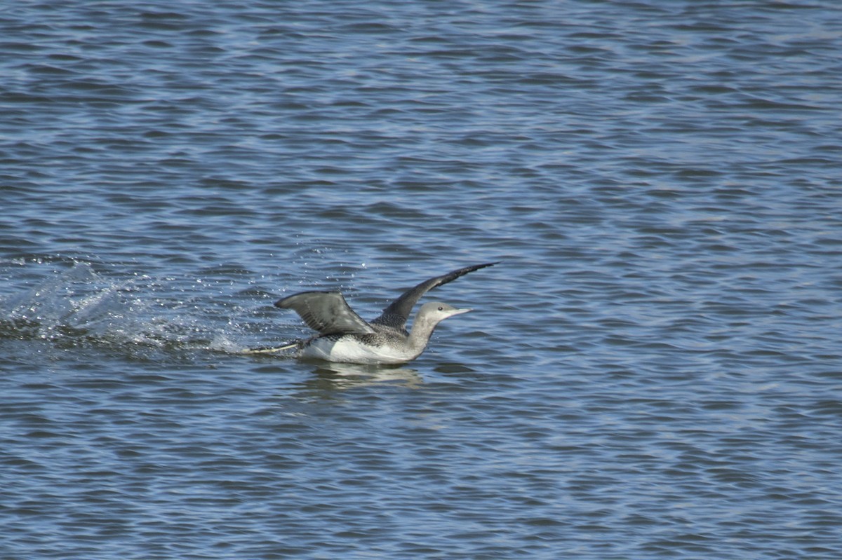 Plongeon catmarin - ML612409117