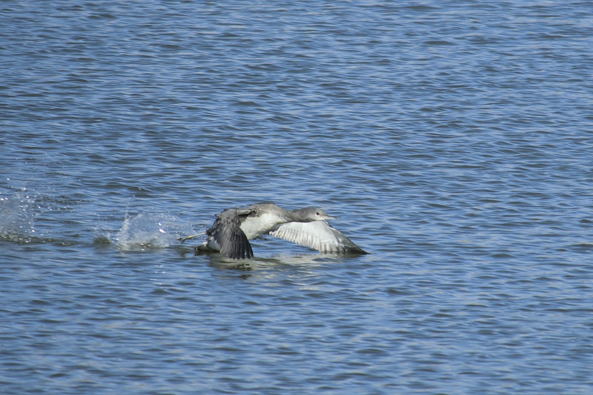 Red-throated Loon - ML612409118