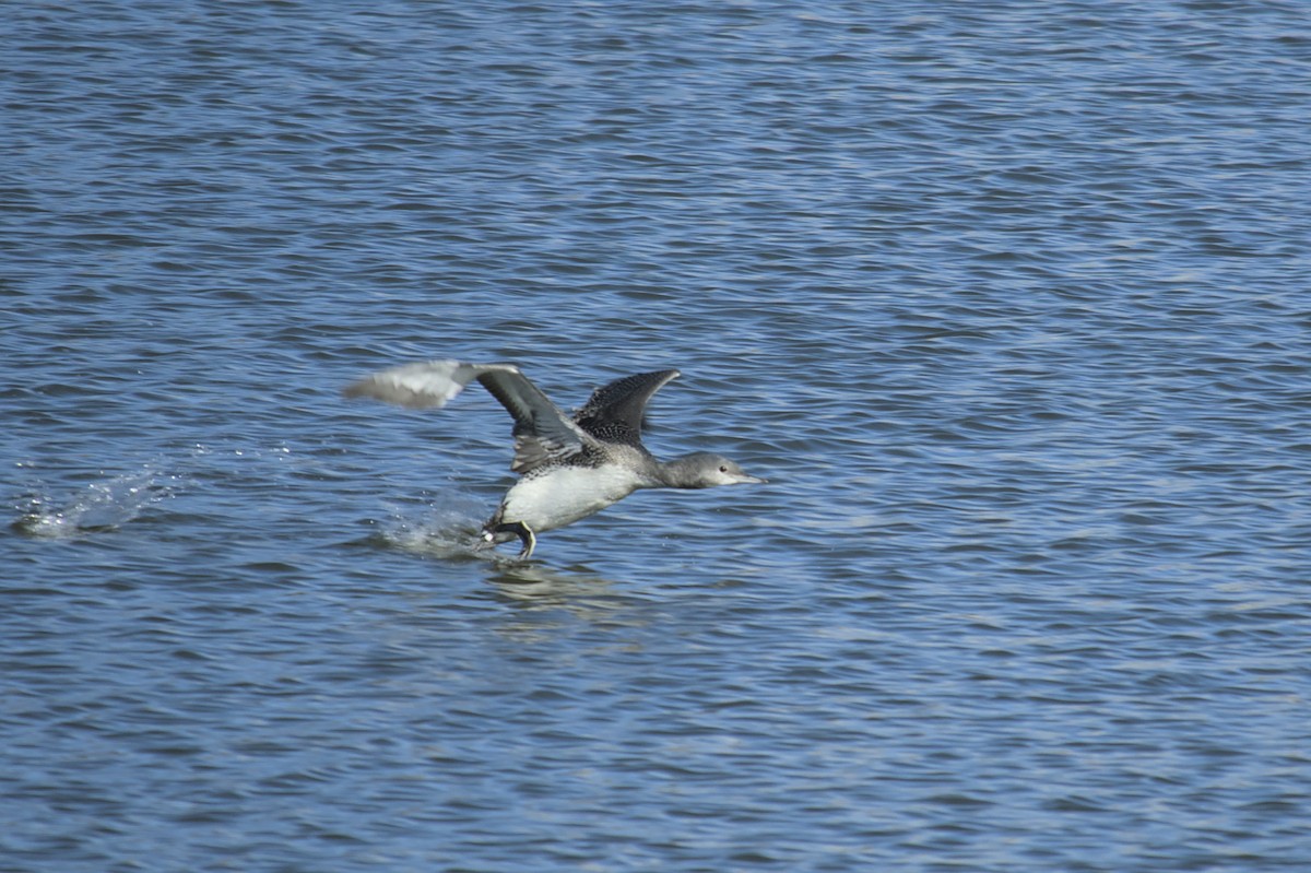 Red-throated Loon - ML612409119