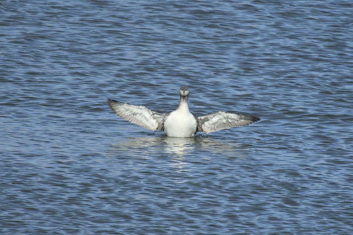 Red-throated Loon - ML612409120