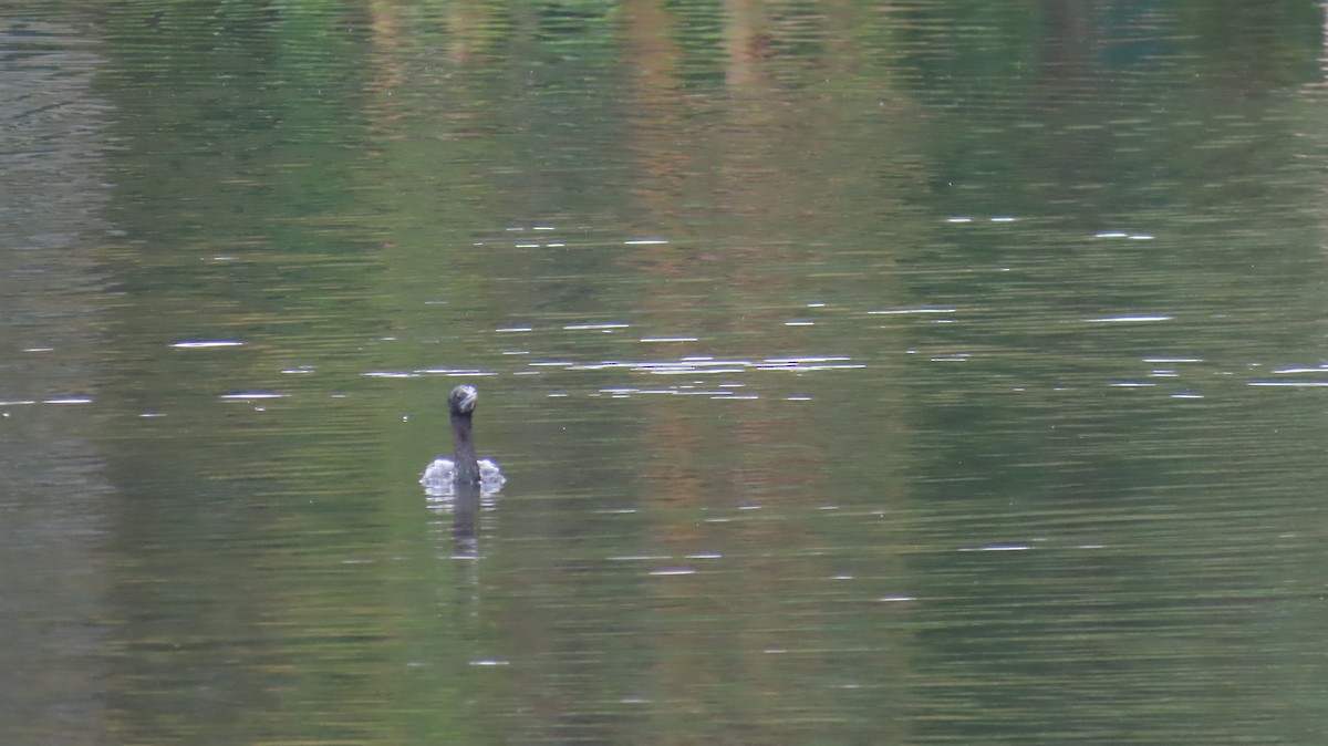 Little Cormorant - ML612409152