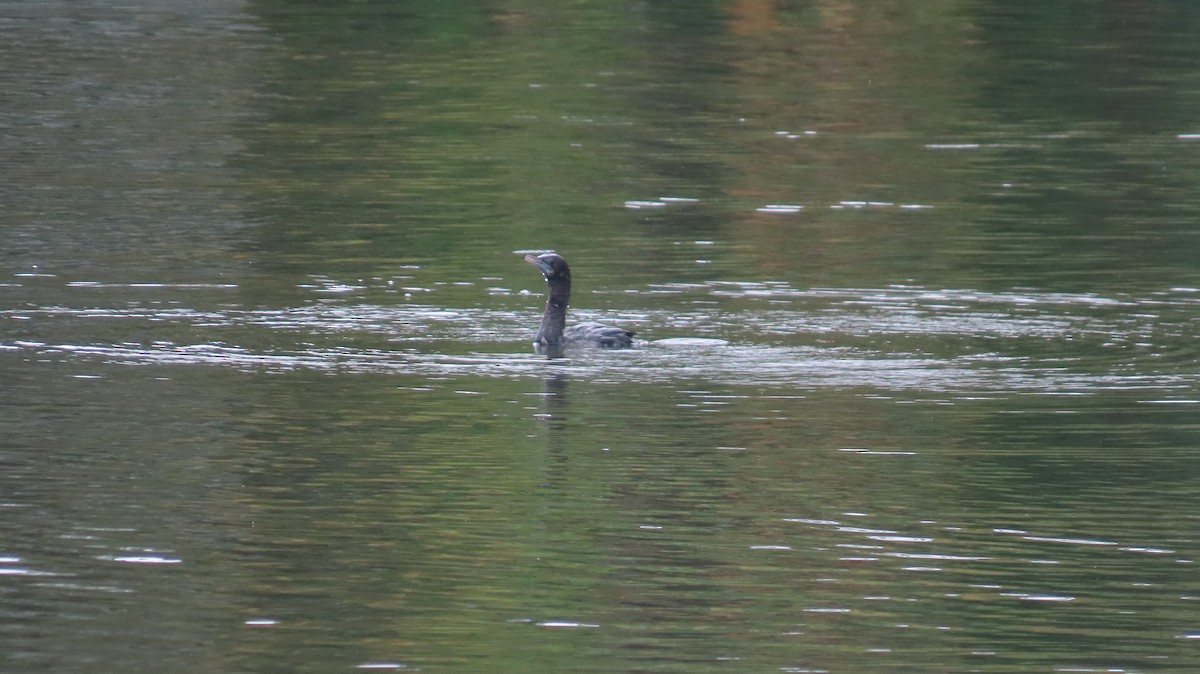 Little Cormorant - Navaneeth Sini George