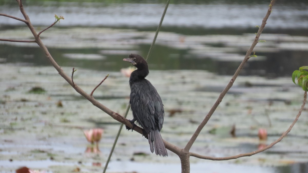 Little Cormorant - ML612409154