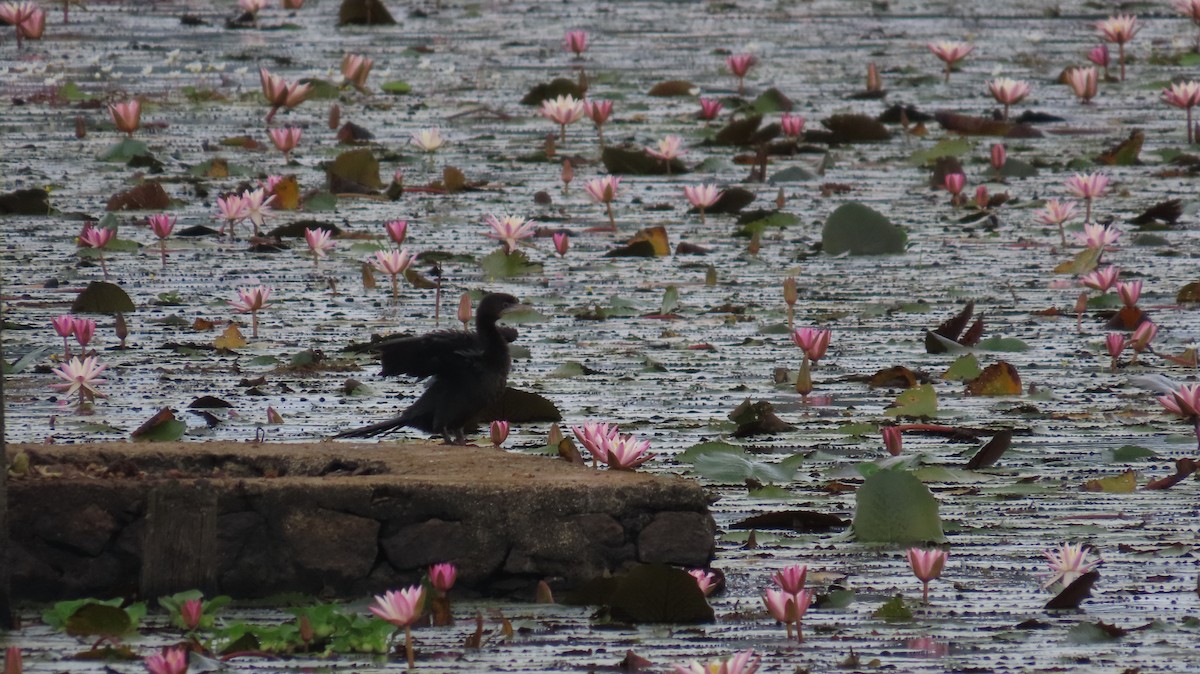 Little Cormorant - ML612409156