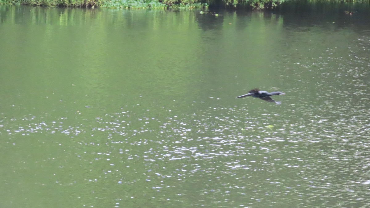 Little Cormorant - Navaneeth Sini George