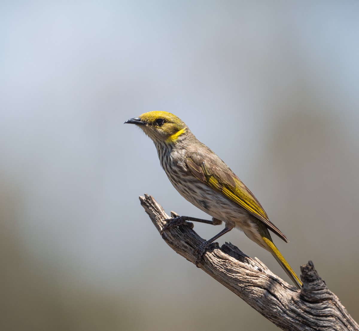 Yellow-plumed Honeyeater - Roy Burgess