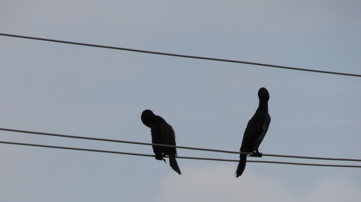 Indian Cormorant - ML612409201