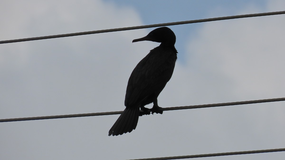 Indian Cormorant - ML612409202