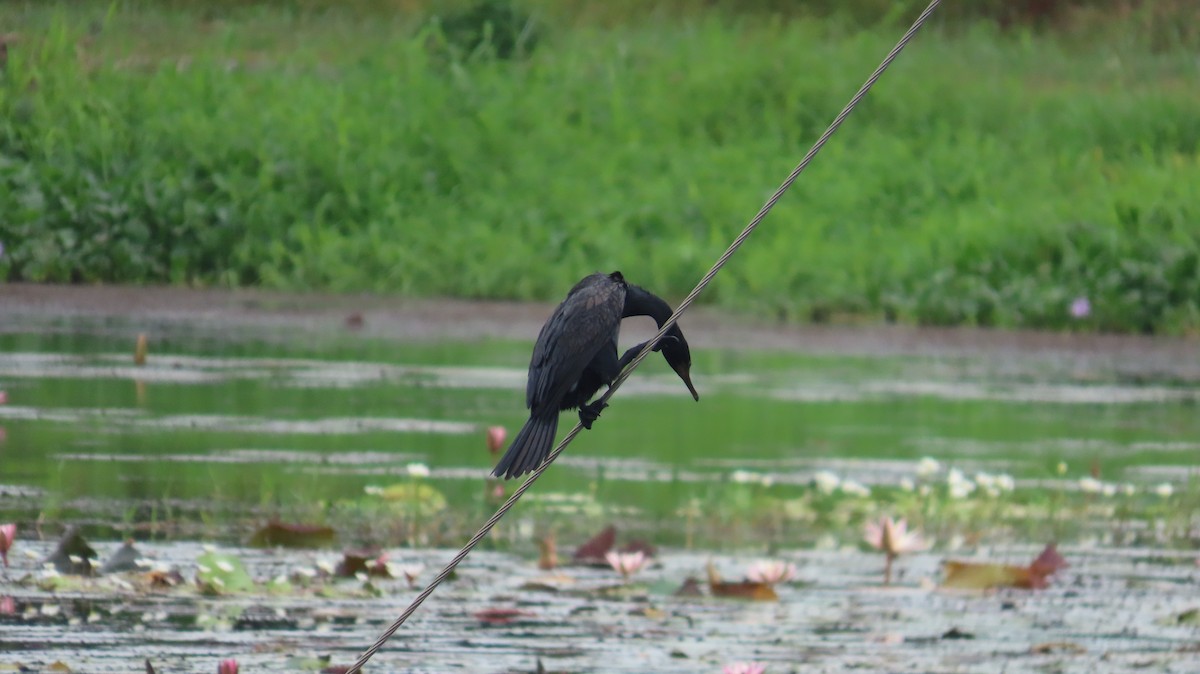 Indian Cormorant - ML612409205