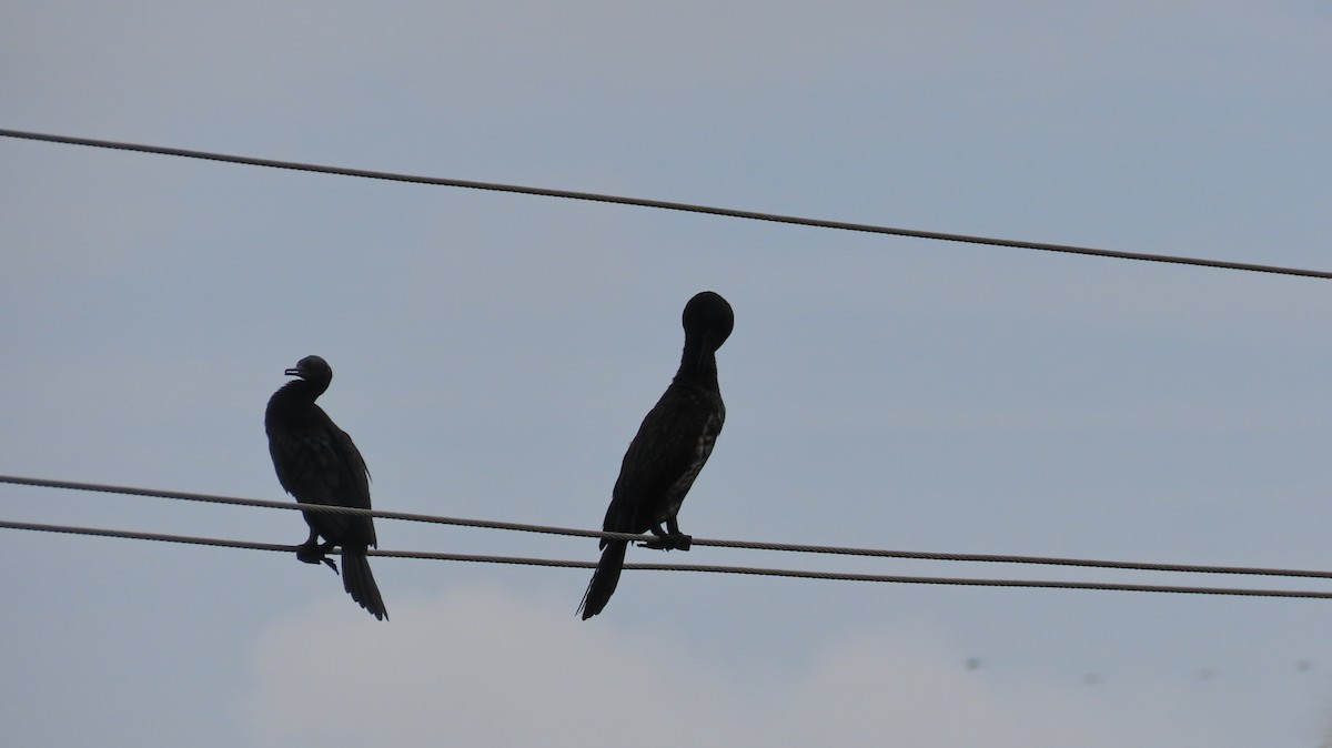 Indian Cormorant - ML612409207