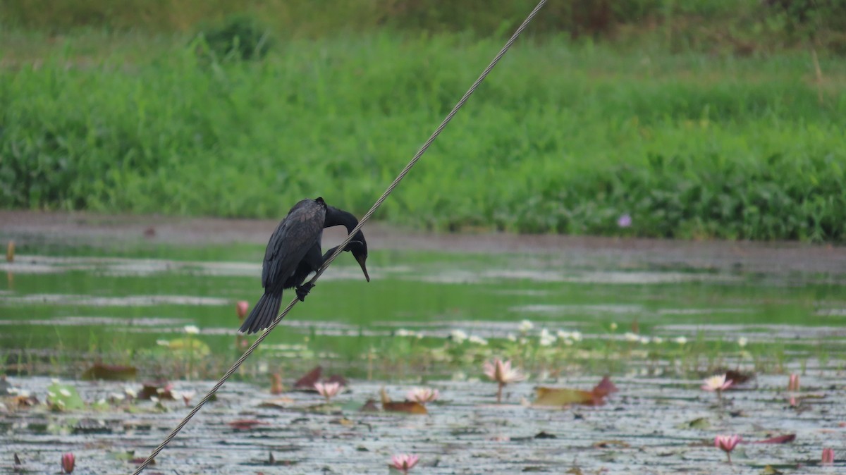 Indian Cormorant - ML612409209