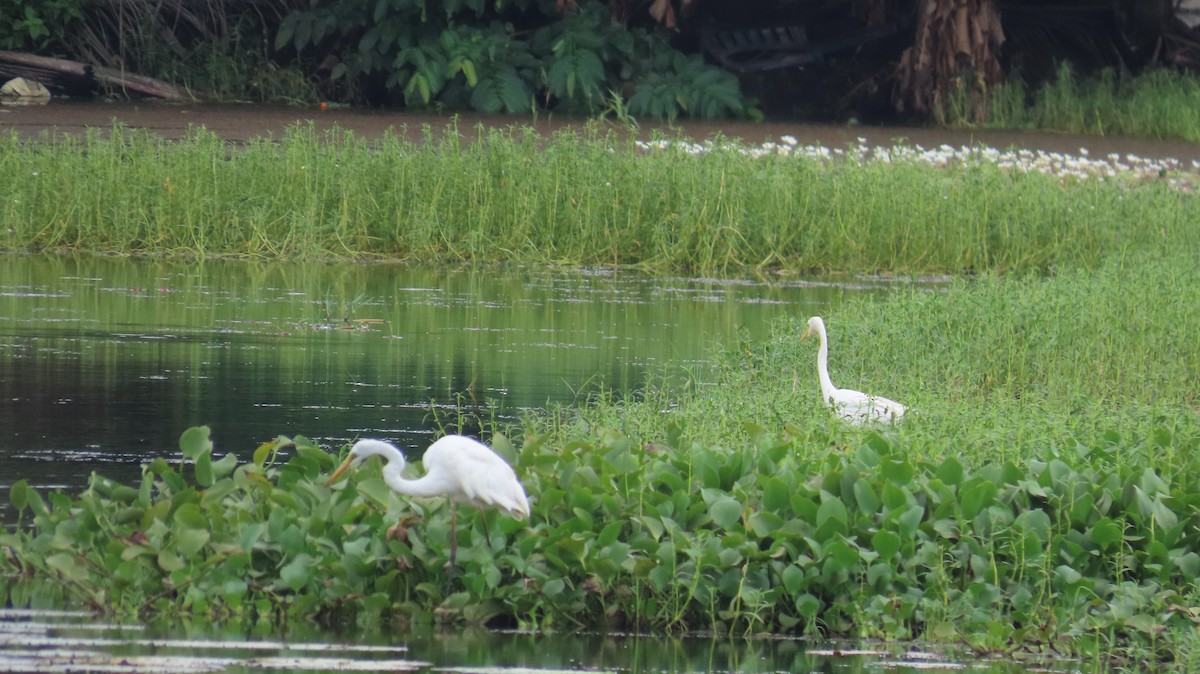 Great Egret - ML612409219