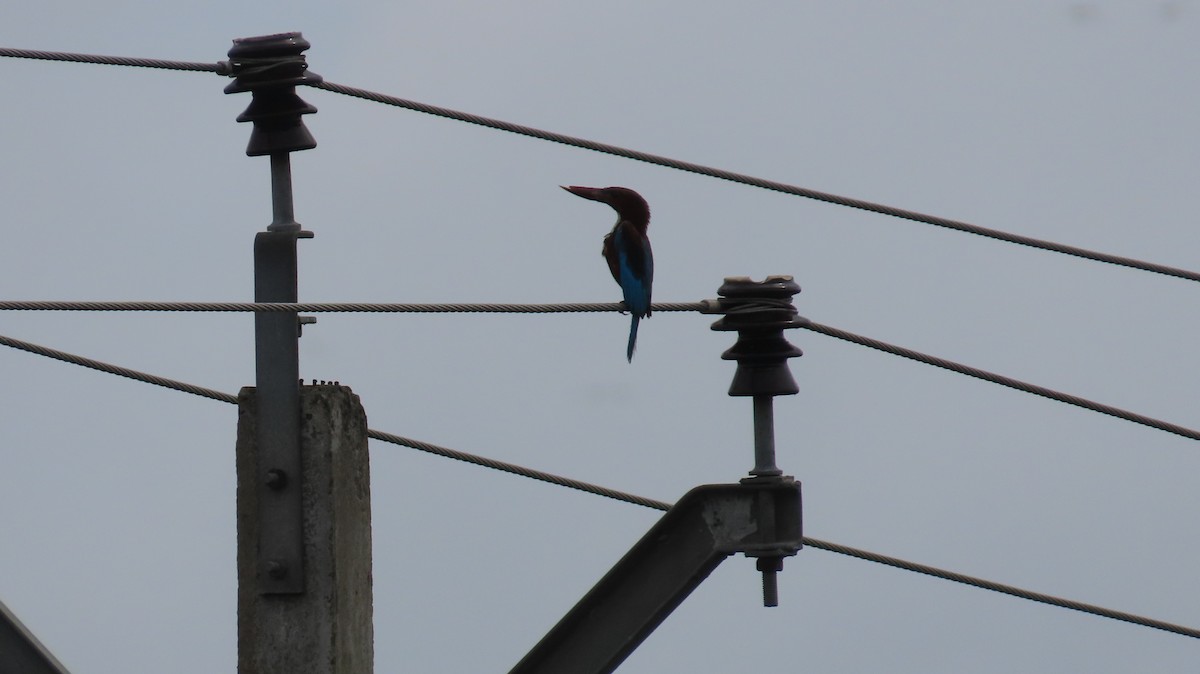 White-throated Kingfisher - ML612409266