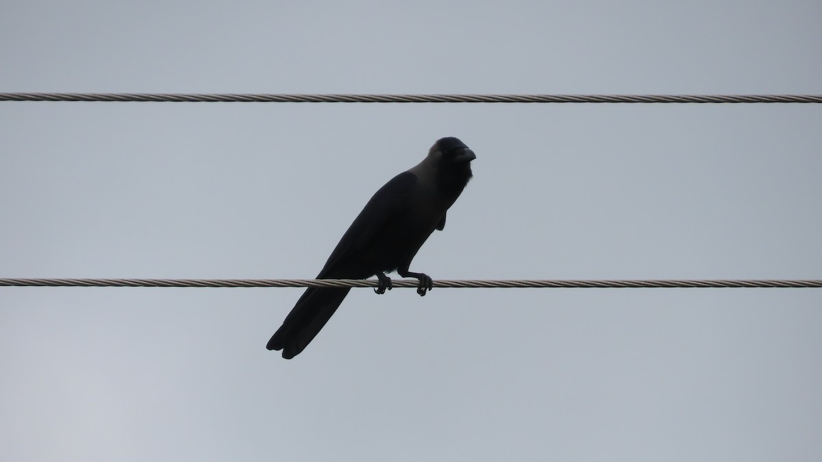 House Crow - ML612409280