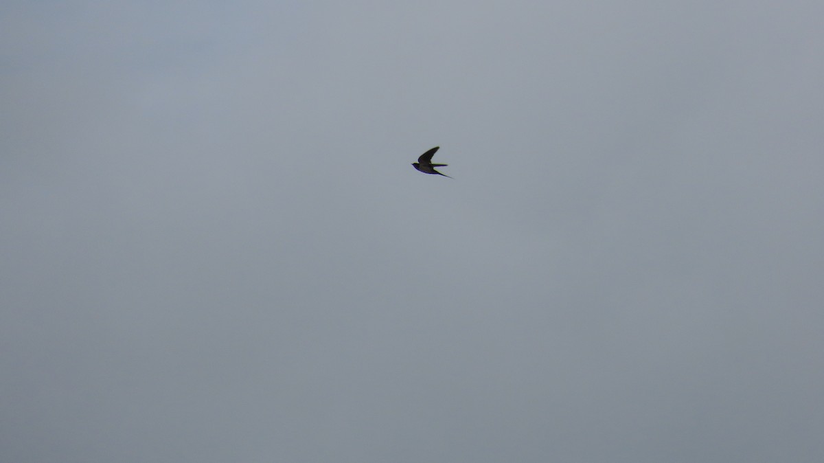 Barn Swallow - ML612409300