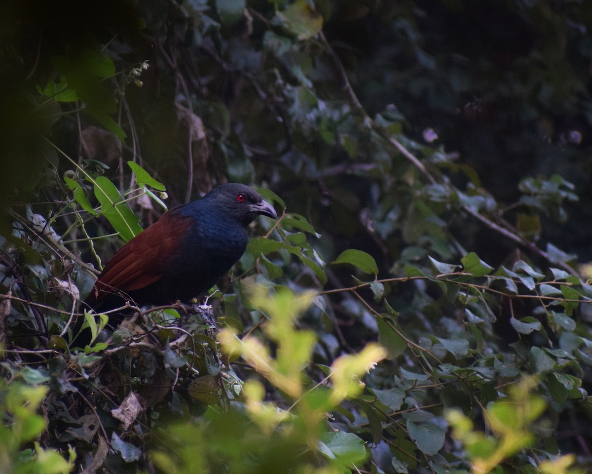 Greater Coucal - ML612409305