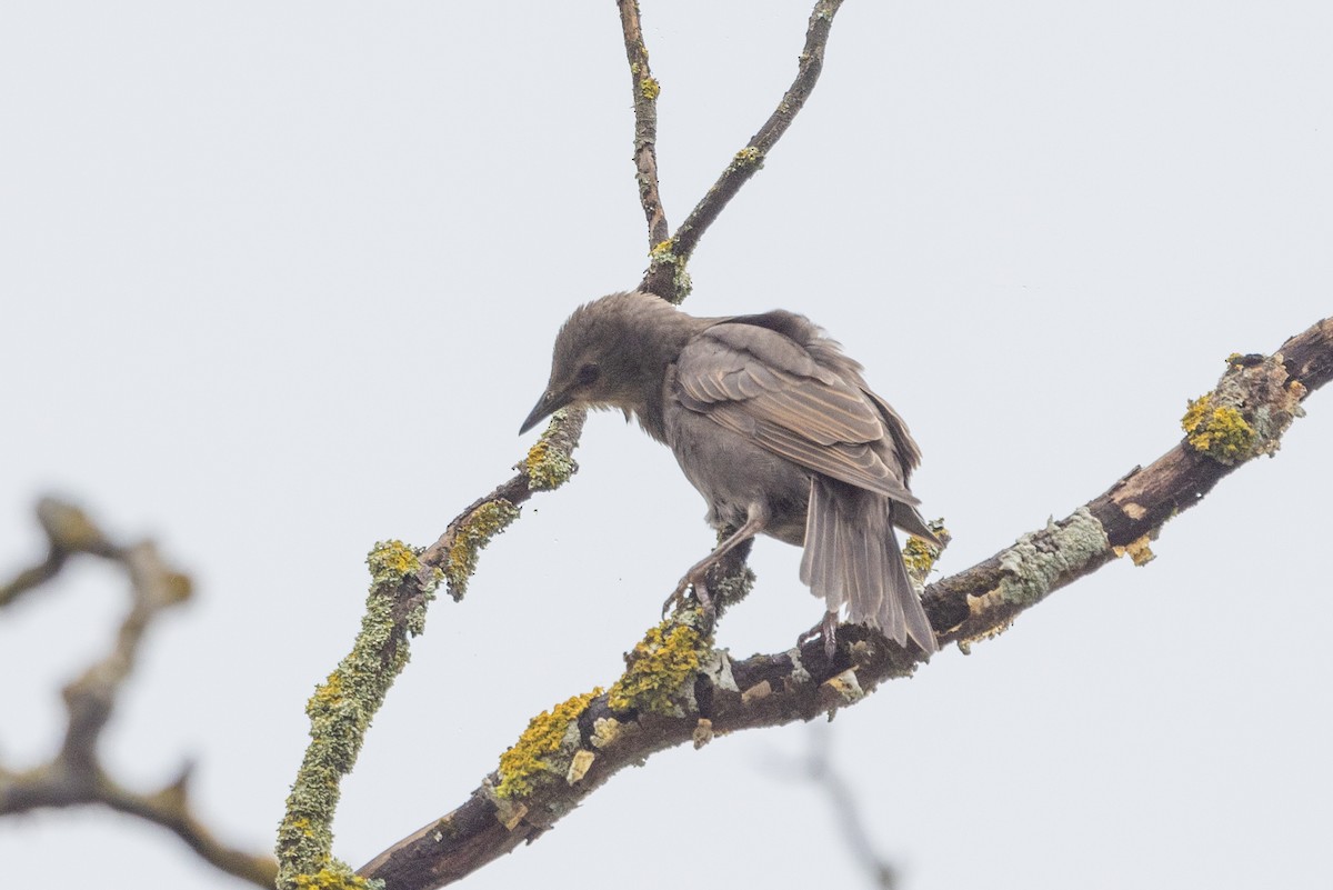 European Starling - Richard and Margaret Alcorn