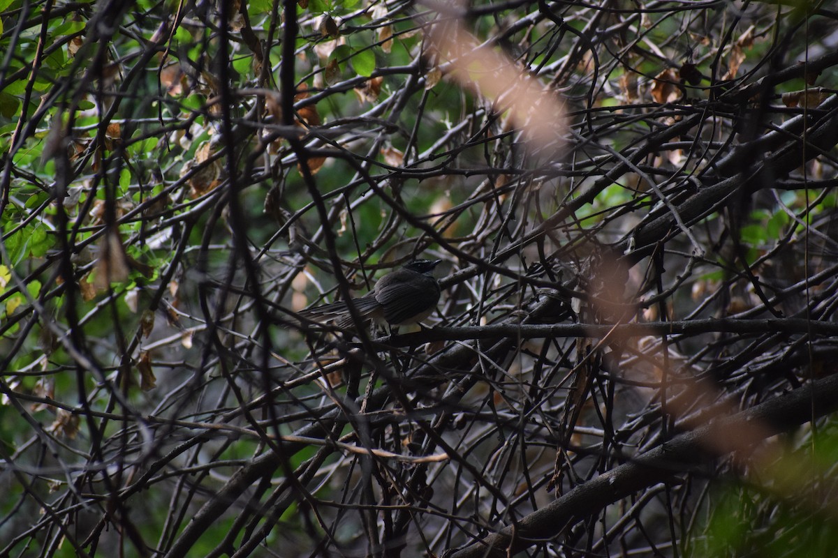 Spot-breasted Fantail - Onkar Pathak