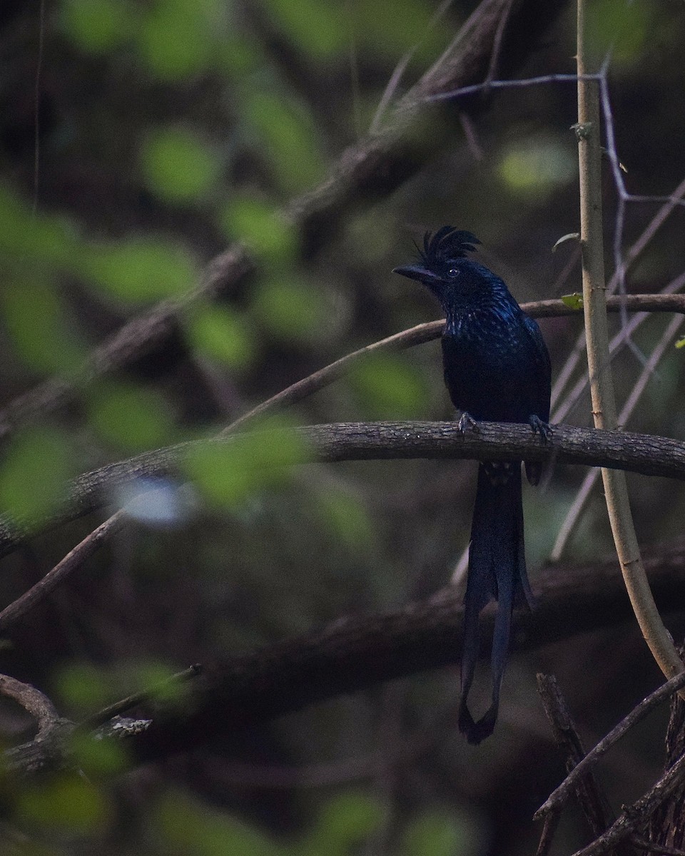 Greater Racket-tailed Drongo - ML612409335