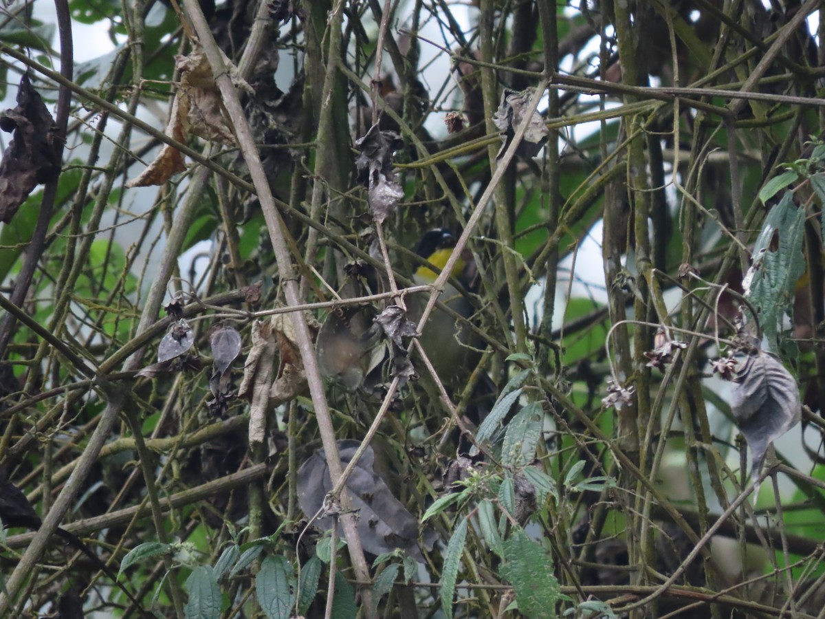 White-naped Brushfinch (Yellow-throated) - ML612409342