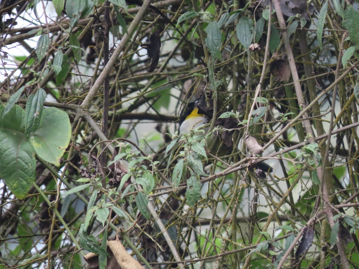 White-naped Brushfinch (Yellow-throated) - Peter Leth