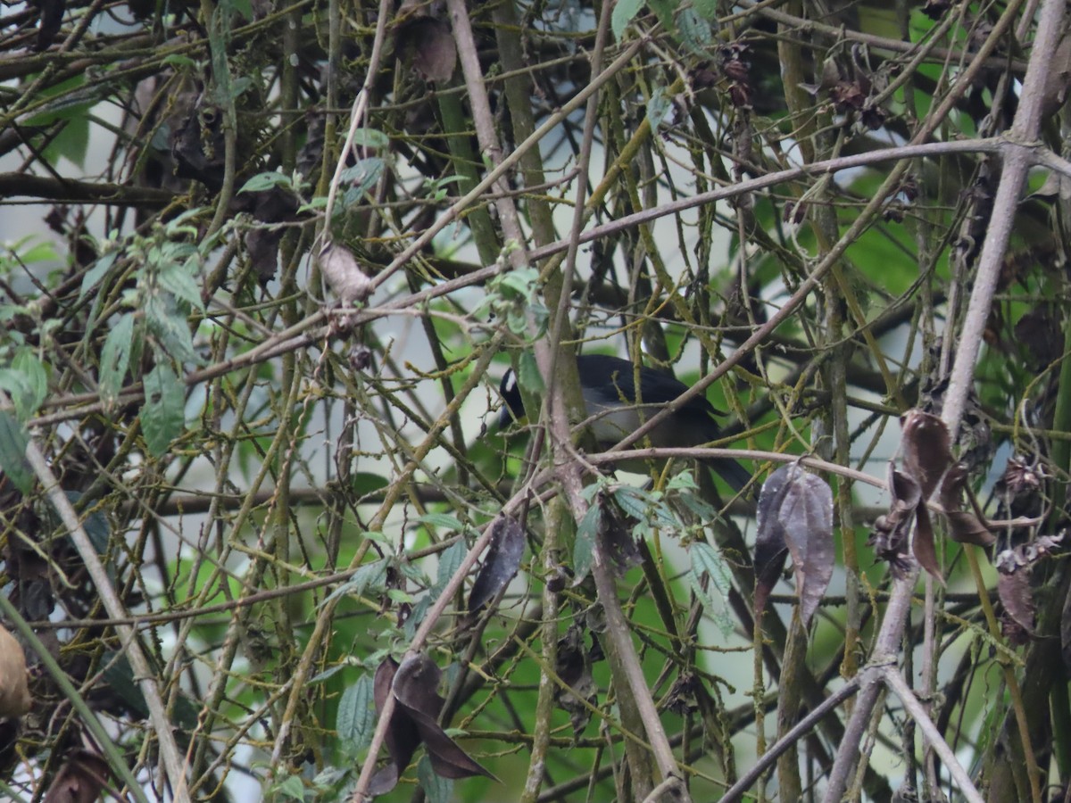 White-naped Brushfinch (Yellow-throated) - ML612409346