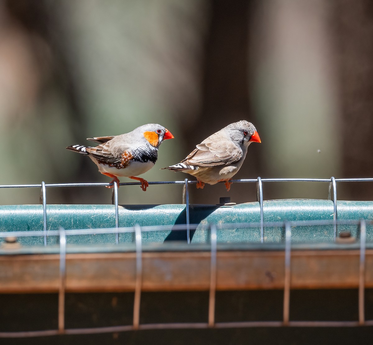 Zebra Finch - ML612409416