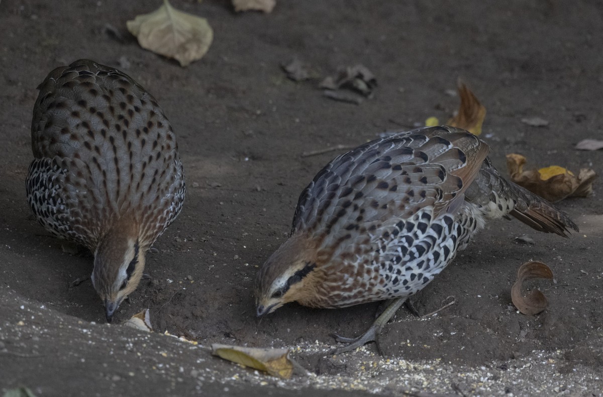 Mountain Bamboo-Partridge - ML612409419