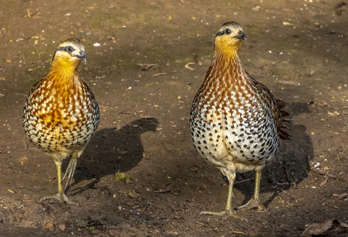 Mountain Bamboo-Partridge - David Chang