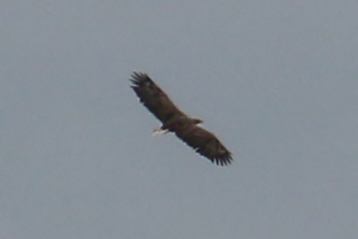 White-tailed Eagle - Mariia Bukhareva