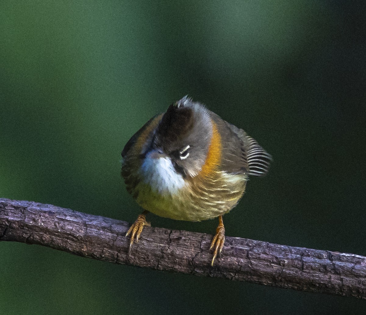 Whiskered Yuhina - ML612409521