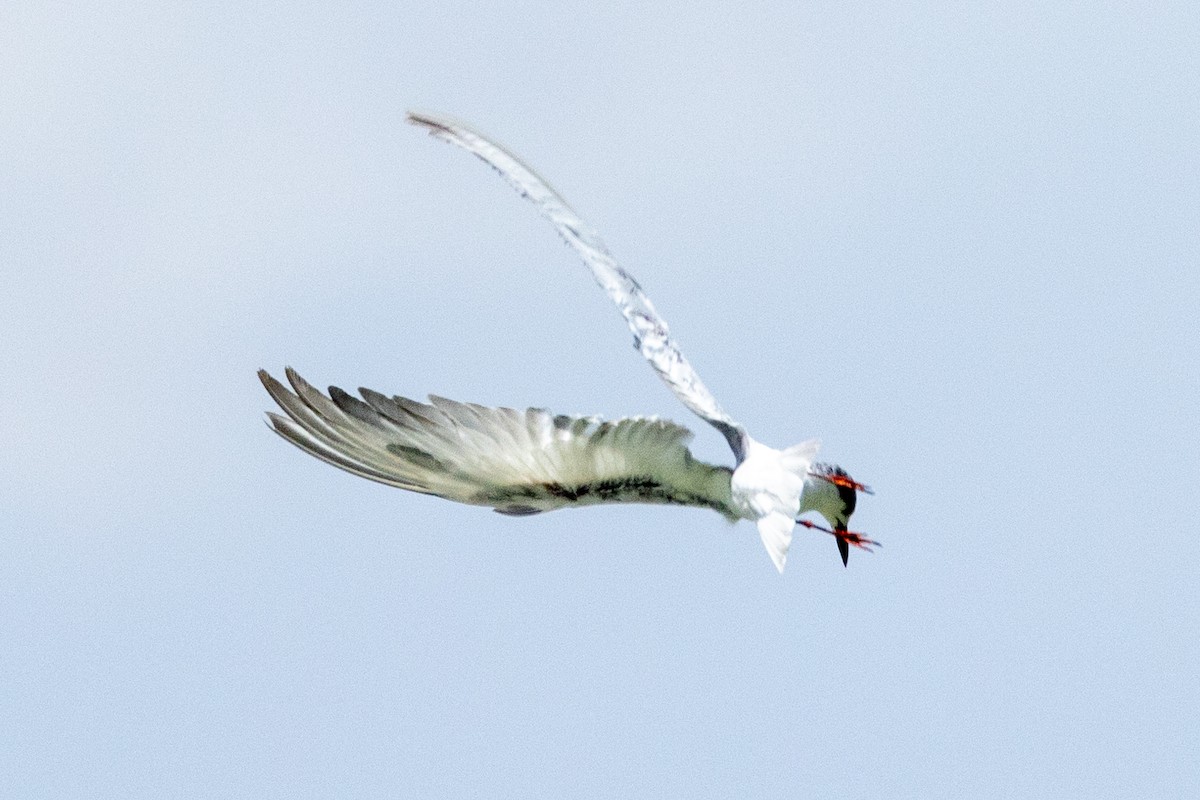 Whiskered Tern - Richard and Margaret Alcorn