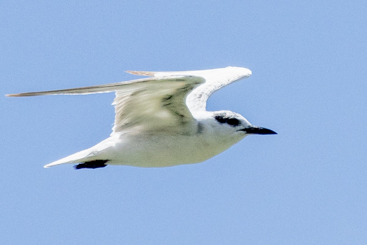 Whiskered Tern - Richard and Margaret Alcorn